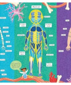 How Does the Human Body Work 9781839234613