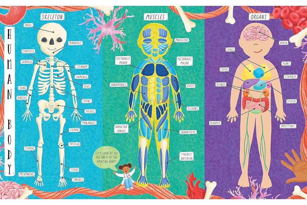 How Does the Human Body Work 9781839234613