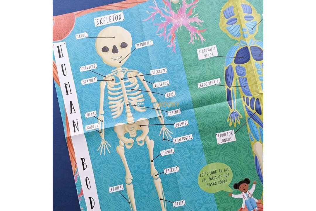 How Does the Human Body Work 9781839234613