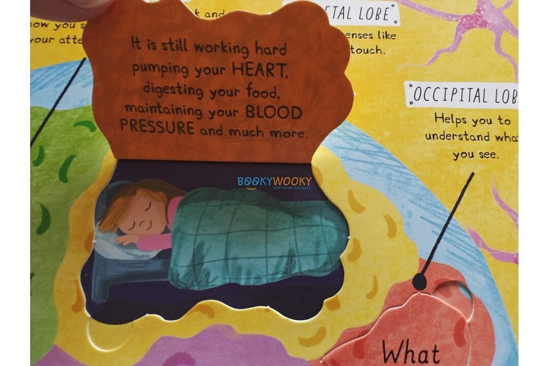 How Does the Human Body Work 9781839234613